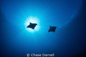 "Sky Rays" 
Two Eagle Rays fly overhead on a crystal cle... by Chase Darnell 